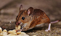 24 Hour & Emergency Exterminators in Fertility, PA